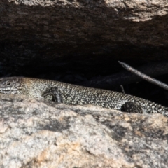 Egernia cunninghami (Cunningham's Skink) at Namadgi National Park - 12 Apr 2021 by SWishart