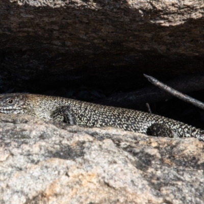 Egernia cunninghami (Cunningham's Skink) at Tennent, ACT - 12 Apr 2021 by SWishart