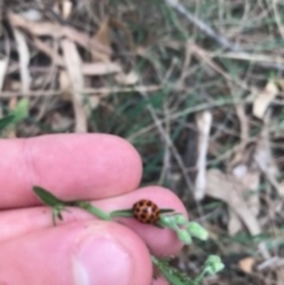 Harmonia conformis (Common Spotted Ladybird) at Mount Ainslie - 7 Apr 2021 by Tapirlord
