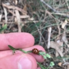 Harmonia conformis (Common Spotted Ladybird) at Mount Ainslie - 7 Apr 2021 by Tapirlord