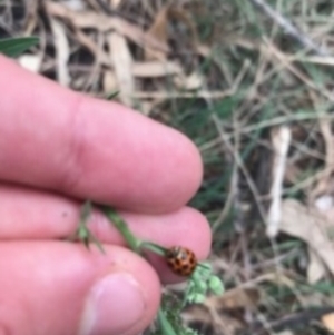 Harmonia conformis at Majura, ACT - 7 Apr 2021 10:43 AM