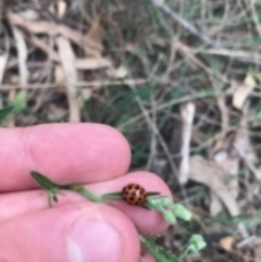 Harmonia conformis at Majura, ACT - 7 Apr 2021 10:43 AM