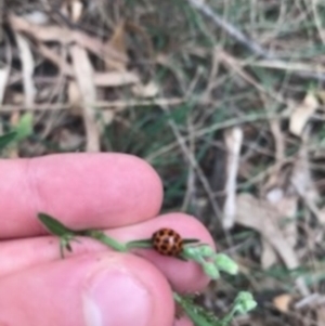 Harmonia conformis at Majura, ACT - 7 Apr 2021