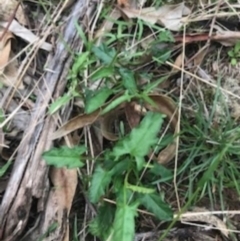Convolvulus angustissimus subsp. angustissimus (Australian Bindweed) at Majura, ACT - 7 Apr 2021 by Tapirlord