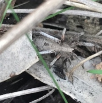 Argoctenus sp. (genus) (Wandering ghost spider) at Mount Ainslie - 7 Apr 2021 by Tapirlord