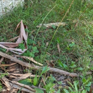 Plantago major at Paddys River, ACT - 8 Apr 2021 01:58 PM