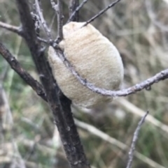 Mantidae - egg case (family) (Egg case of praying mantis) at Majura, ACT - 7 Apr 2021 by Tapirlord