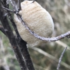 Mantidae (family) at Majura, ACT - 7 Apr 2021