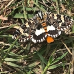 Apina callisto (Pasture Day Moth) at Mount Ainslie - 7 Apr 2021 by Tapirlord