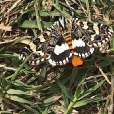 Apina callisto (Pasture Day Moth) at Mount Ainslie - 7 Apr 2021 by Tapirlord