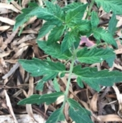 Solanum lycopersicum at Majura, ACT - 7 Apr 2021