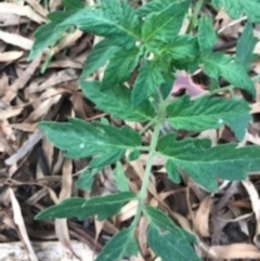 Solanum lycopersicum at Majura, ACT - 7 Apr 2021