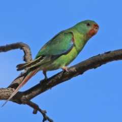 Lathamus discolor (Swift Parrot) at Symonston, ACT - 21 Apr 2021 by RodDeb