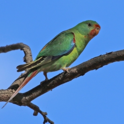 Lathamus discolor (Swift Parrot) at Symonston, ACT - 21 Apr 2021 by RodDeb