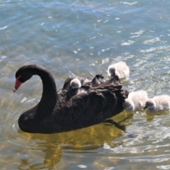 Cygnus atratus (Black Swan) at Yerrabi Pond - 21 Apr 2021 by TrishGungahlin