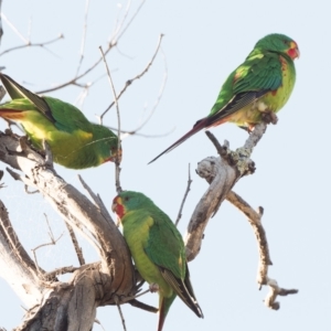 Lathamus discolor at Jerrabomberra, ACT - 21 Apr 2021