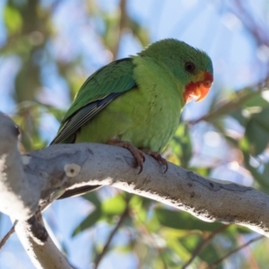 Lathamus discolor at Jerrabomberra, ACT - 21 Apr 2021