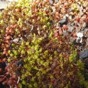 Funaria hygrometrica at Bolaro, NSW - 16 Apr 2021