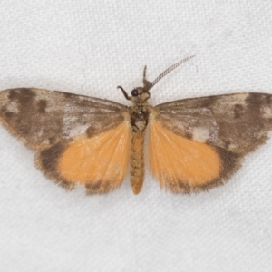 Anestia (genus) at Melba, ACT - 22 Jan 2021