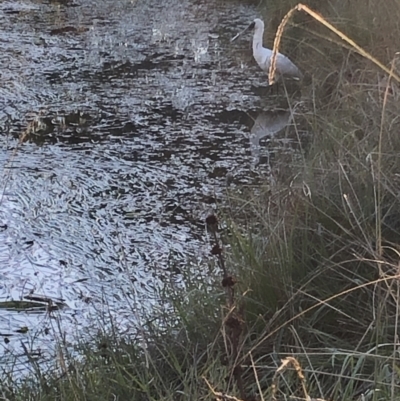 Platalea regia (Royal Spoonbill) at Amaroo, ACT - 21 Apr 2021 by Ramhead