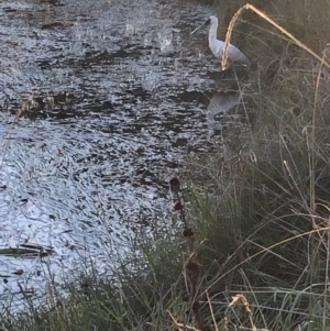 Platalea regia at Amaroo, ACT - 21 Apr 2021