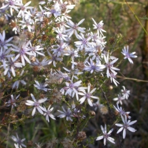 Olearia floribunda at Hackett, ACT - 21 Apr 2021 03:35 PM