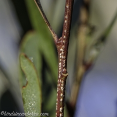 Pulvinaria sp. (genus) (Unidentified Pulvinaria scale insect) at Brindabella, NSW - 27 Mar 2021 by BIrdsinCanberra