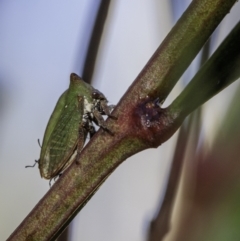 Sextius virescens (Acacia horned treehopper) at Namadgi National Park - 27 Mar 2021 by BIrdsinCanberra