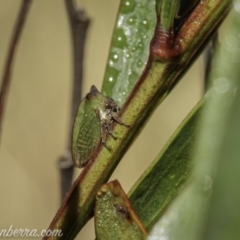 Sextius virescens at Brindabella, NSW - 28 Mar 2021 08:46 AM