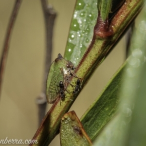 Sextius virescens at Brindabella, NSW - 28 Mar 2021 08:46 AM