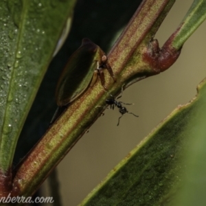 Sextius virescens at Brindabella, NSW - 28 Mar 2021