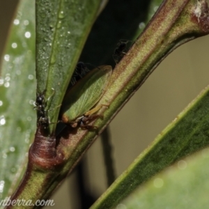 Sextius virescens at Brindabella, NSW - 28 Mar 2021