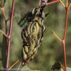 Pergidae sp. (family) (Unidentified Sawfly) at Namadgi National Park - 27 Mar 2021 by BIrdsinCanberra