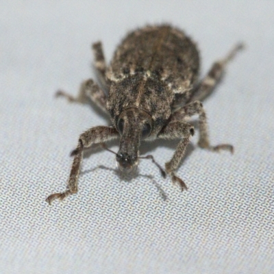 Listroderes difficilis (Vegetable weevil) at Googong, NSW - 21 Apr 2021 by WHall
