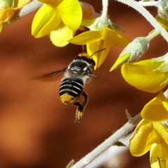 Megachile (Eutricharaea) maculariformis (Gold-tipped leafcutter bee) at Downer, ACT - 21 Apr 2021 by dimageau