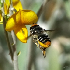 Megachile (Eutricharaea) maculariformis at Downer, ACT - 21 Apr 2021