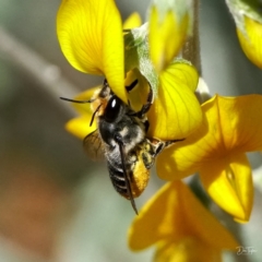 Megachile (Eutricharaea) maculariformis at Downer, ACT - 21 Apr 2021