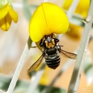 Megachile (Eutricharaea) maculariformis at Downer, ACT - 21 Apr 2021