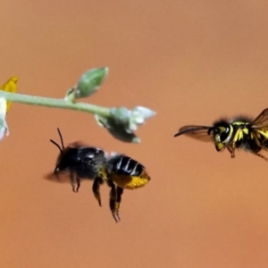 Megachile (Eutricharaea) maculariformis at Downer, ACT - 21 Apr 2021