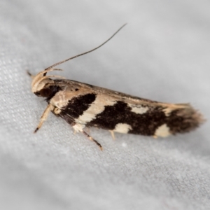 Macrobathra baliomitra at Melba, ACT - 21 Jan 2021