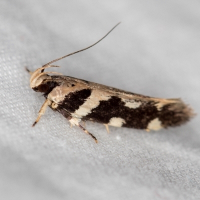 Macrobathra baliomitra (A Gelechioid moth) at Melba, ACT - 21 Jan 2021 by Bron