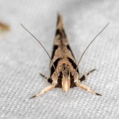 Macrobathra baliomitra at Melba, ACT - 21 Jan 2021