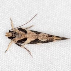 Macrobathra baliomitra at Melba, ACT - 21 Jan 2021