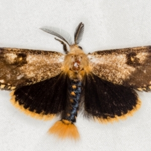 Epicoma contristis at Melba, ACT - 21 Jan 2021 10:36 AM