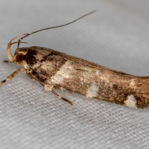 Macrobathra leucopeda at Melba, ACT - 21 Jan 2021