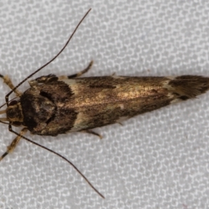 Macrobathra leucopeda at Melba, ACT - 21 Jan 2021