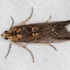 Morosaphycita oculiferella (A Pyralid moth (Phycitinae) at Melba, ACT - 21 Jan 2021 by Bron