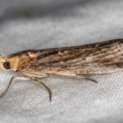 Morosaphycita oculiferella at Melba, ACT - 21 Jan 2021