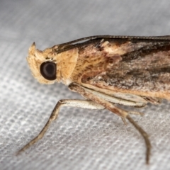 Morosaphycita oculiferella at Melba, ACT - 21 Jan 2021