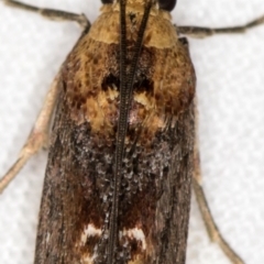 Morosaphycita oculiferella at Melba, ACT - 21 Jan 2021